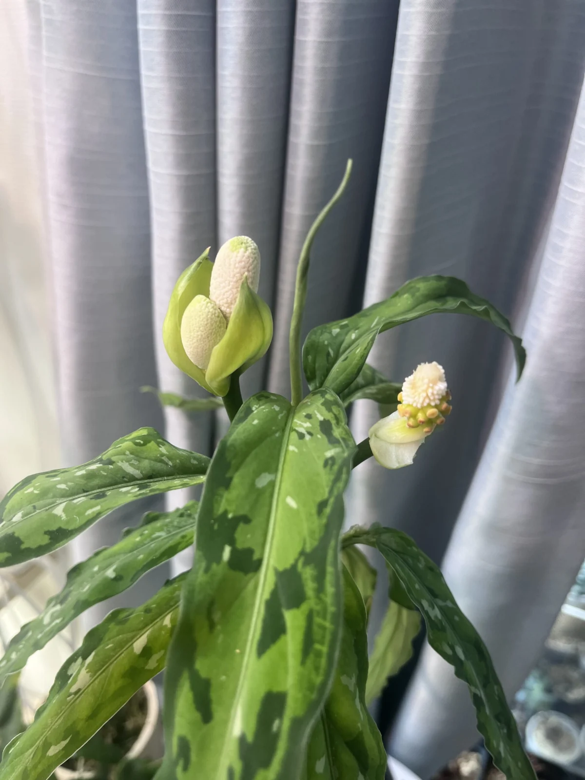 アグラオネマ　ピクタム細葉　花