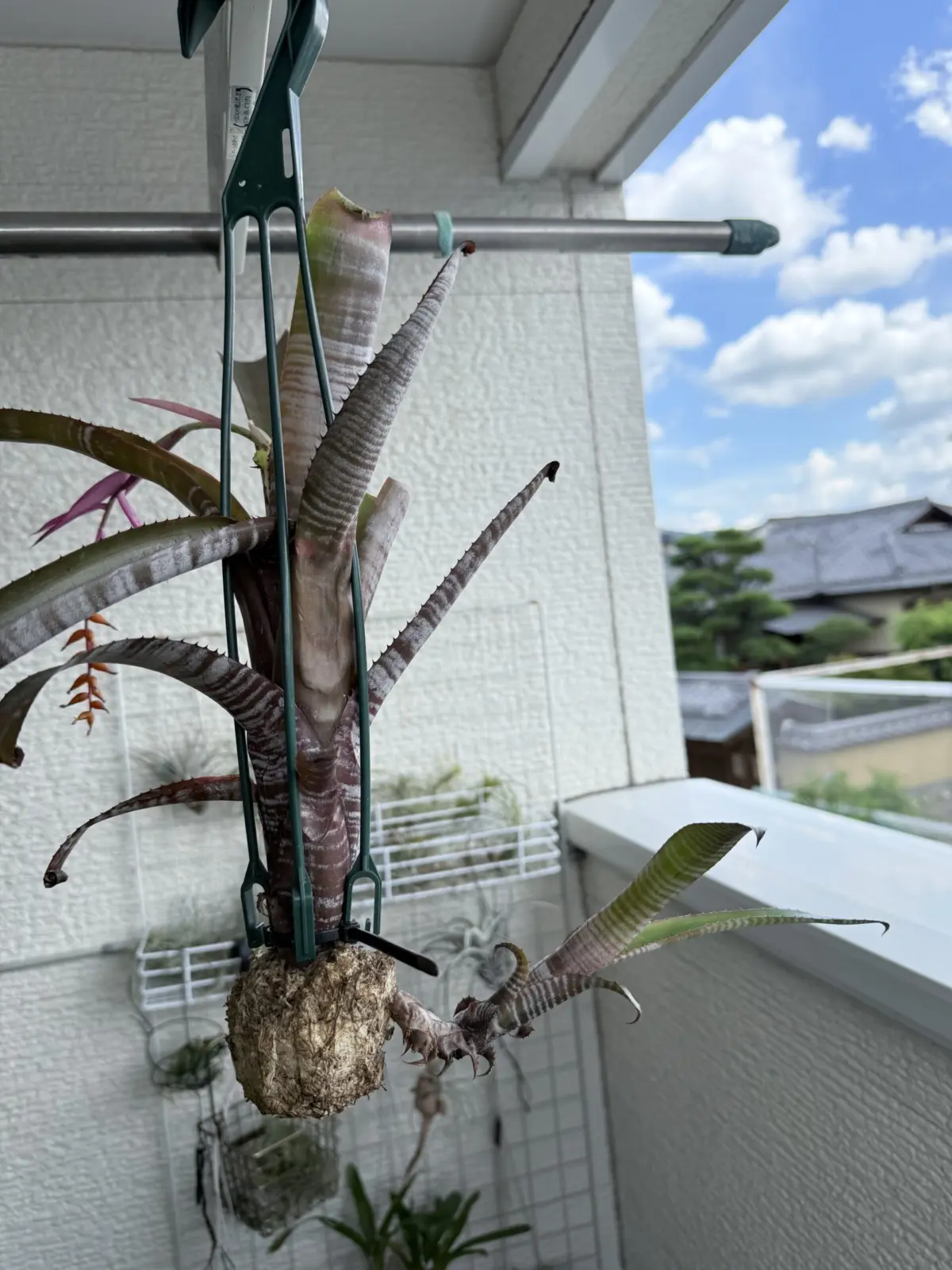 エクメア　クランベリーフロスト　子株頑張ってる