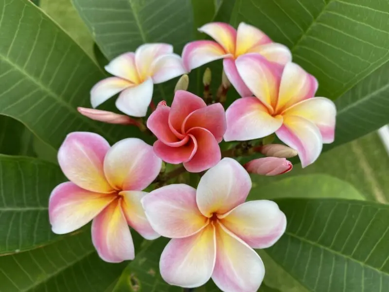 プルメリア マルディグラ 花
