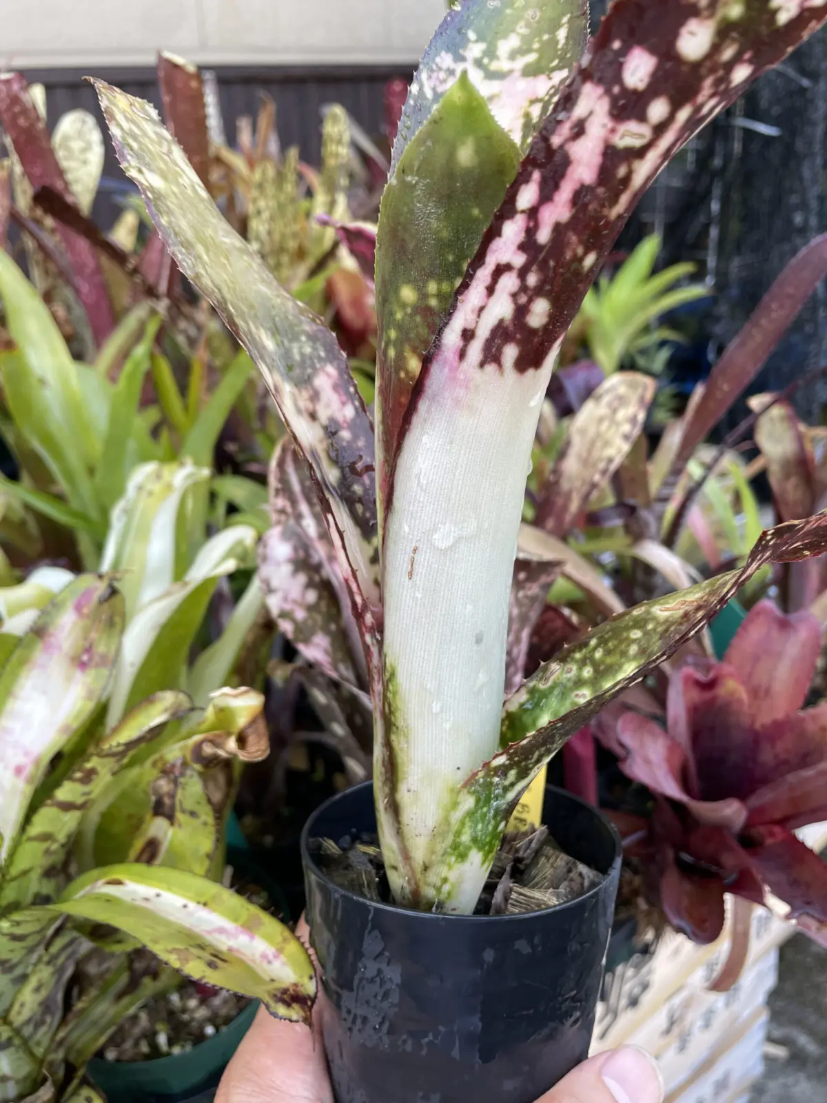 ビルベルギア　ポキートマス