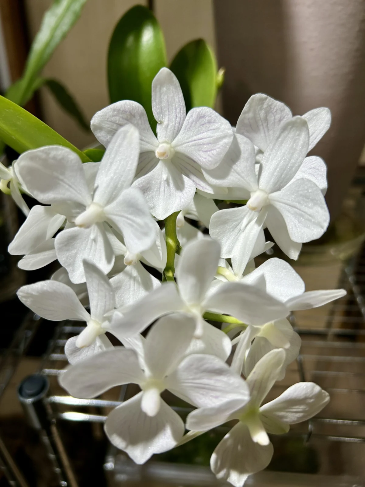 胡蝶蘭　カララ　テスト品種