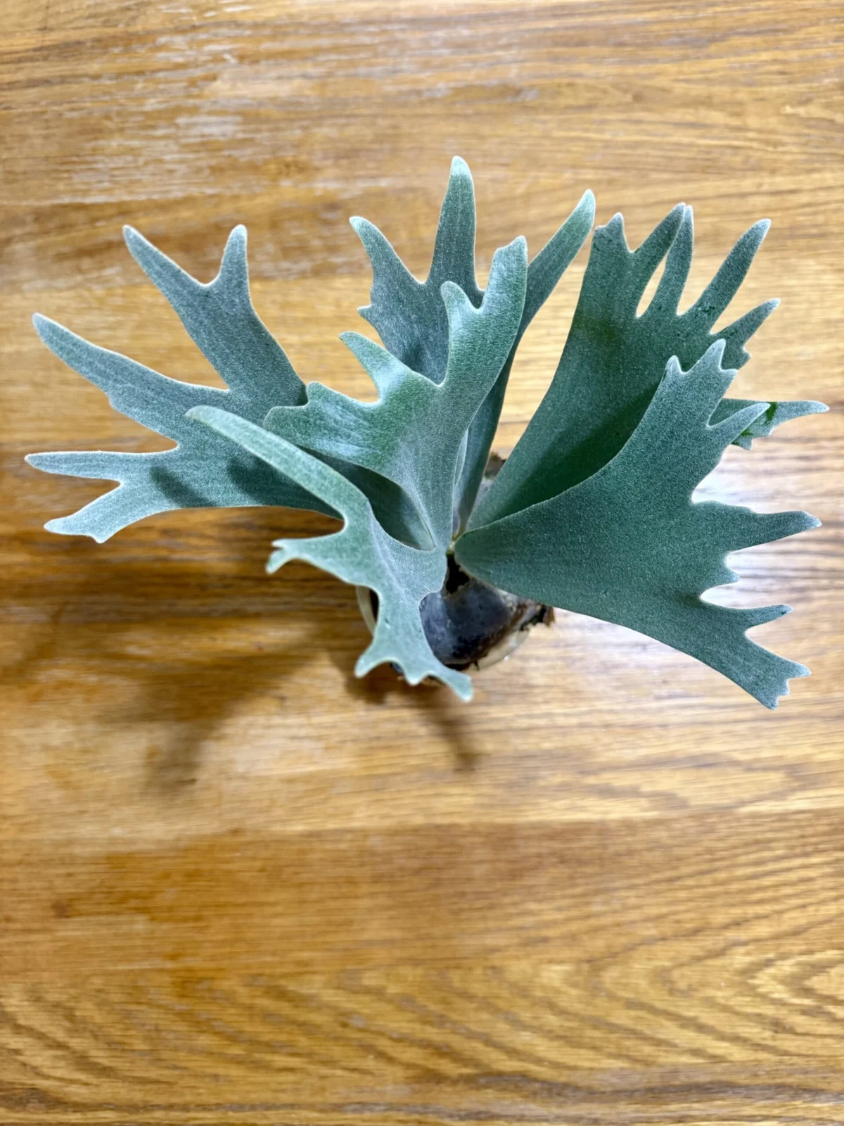 ビカクシダ　ウィリンキー　スポア