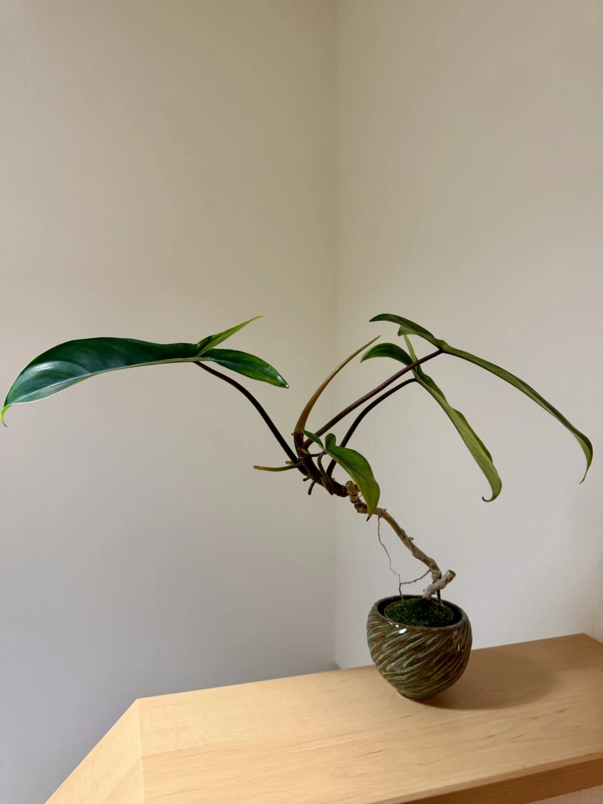 フィロデンドロン　フロリダ