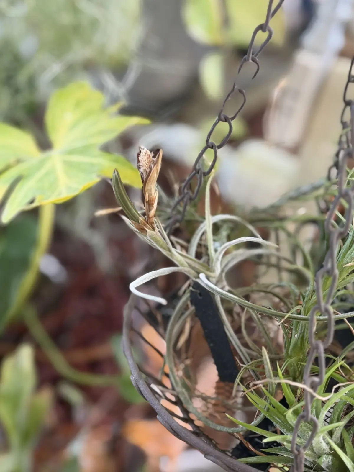 ティランジア グラブリオール