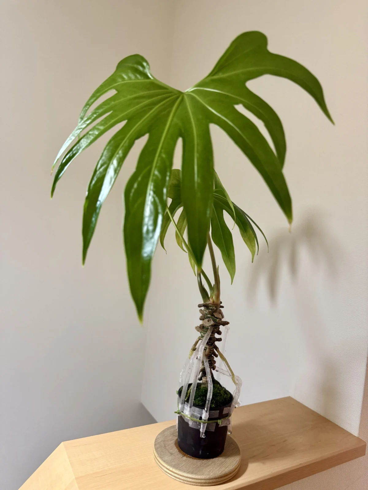 アンスリウム　ペダトラジアツム