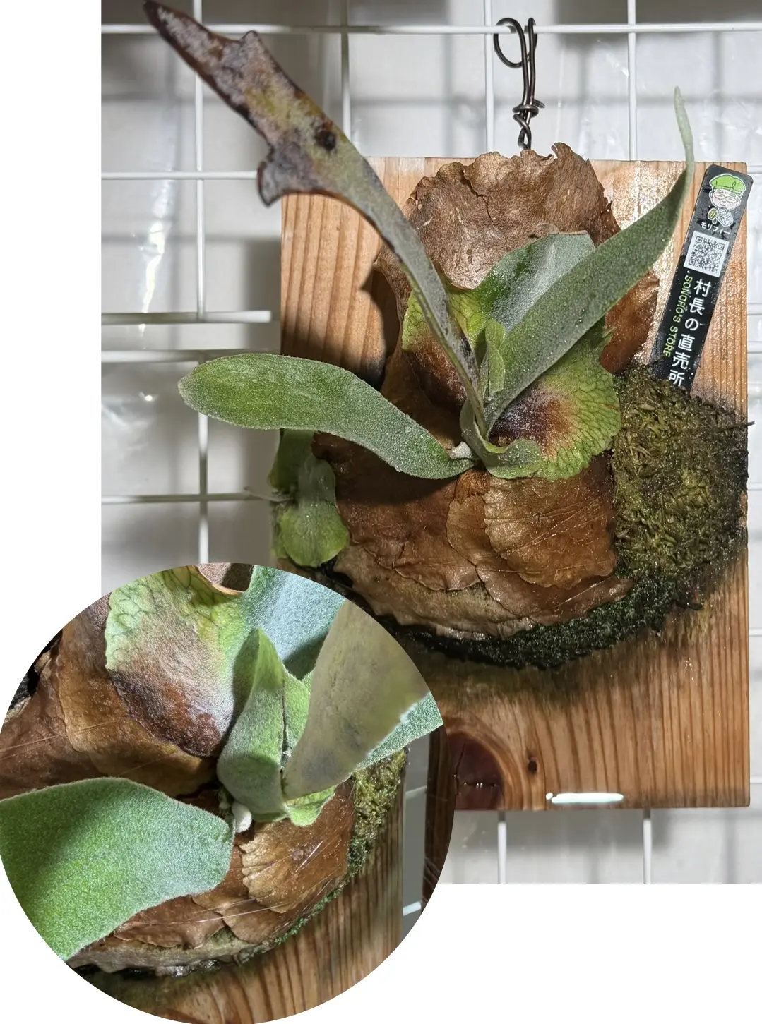 ビカクシダ モリフィ2(仮名)