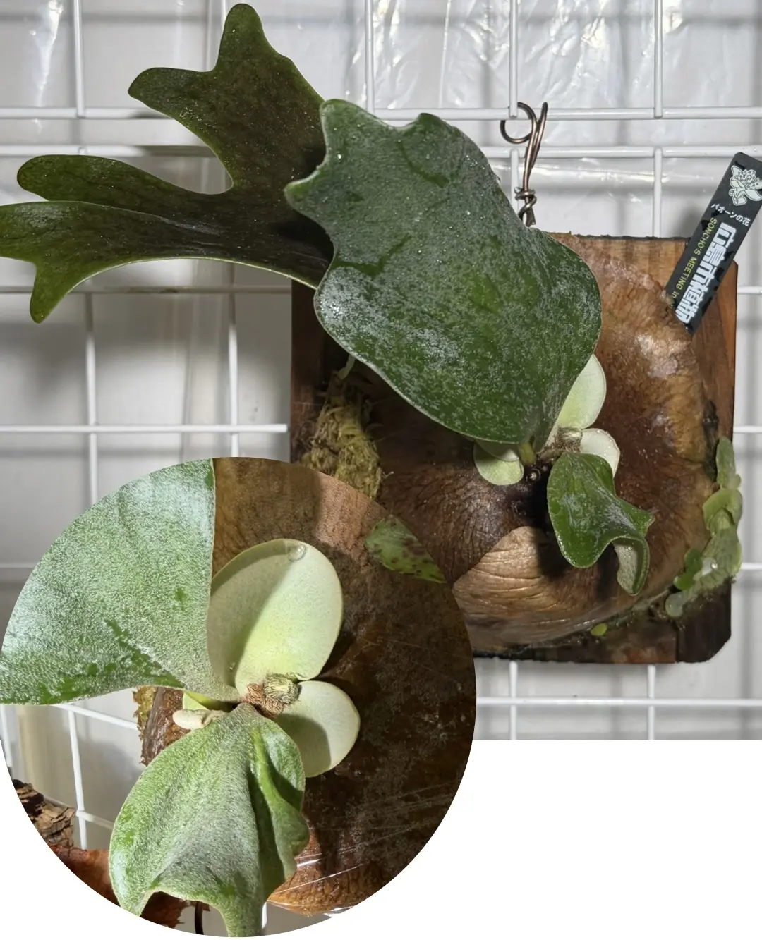 ビカクシダ ノコギリ