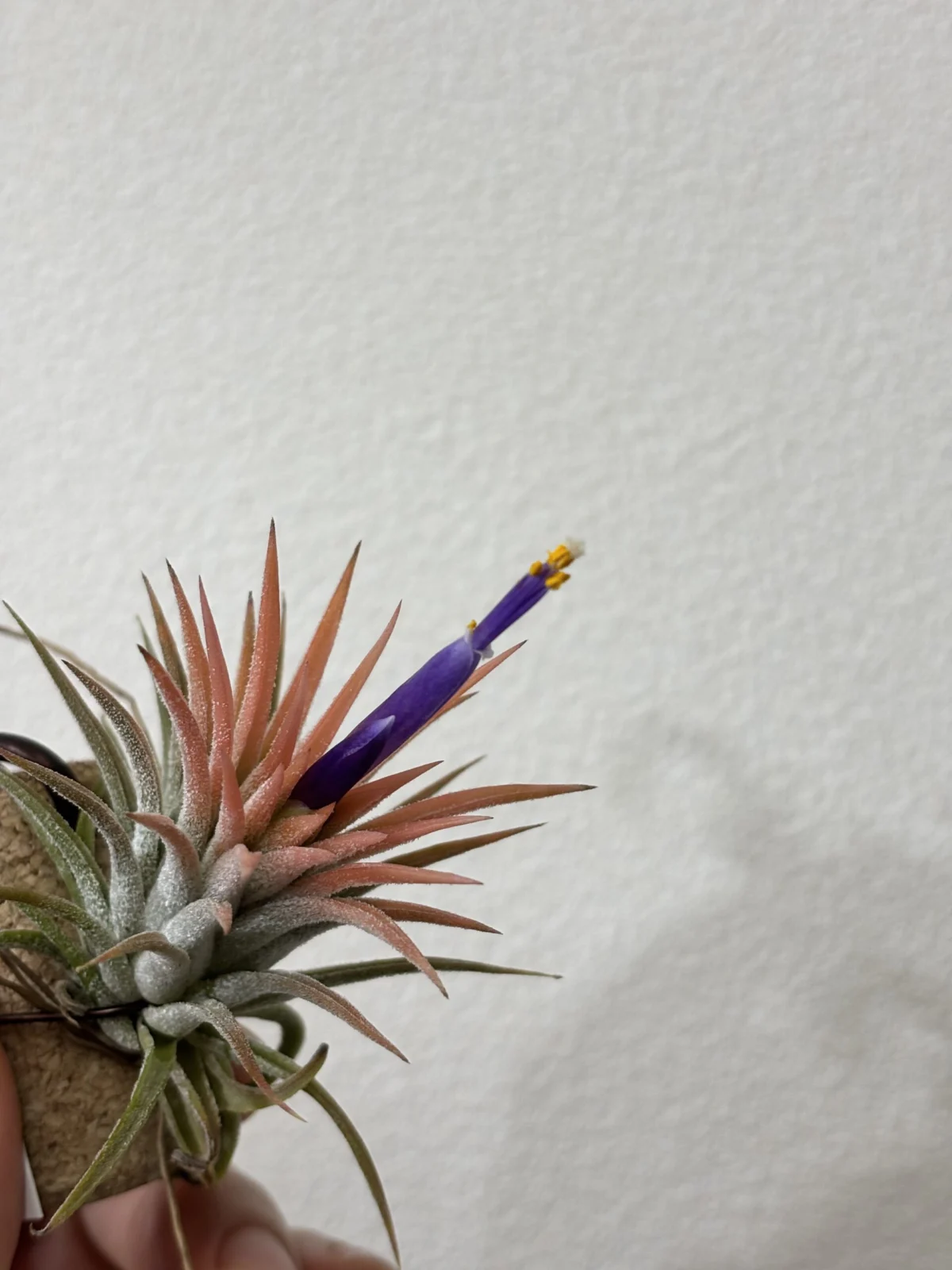 ティランジア イオナンタ ピーチ 開花