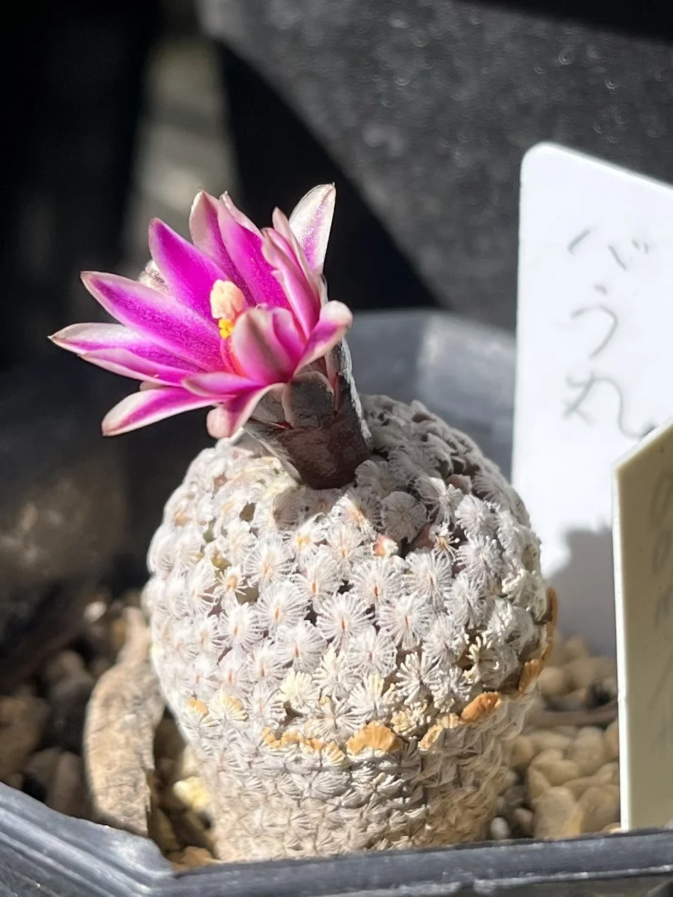 サボテン　ツルビニカルプス　バラ丸　花