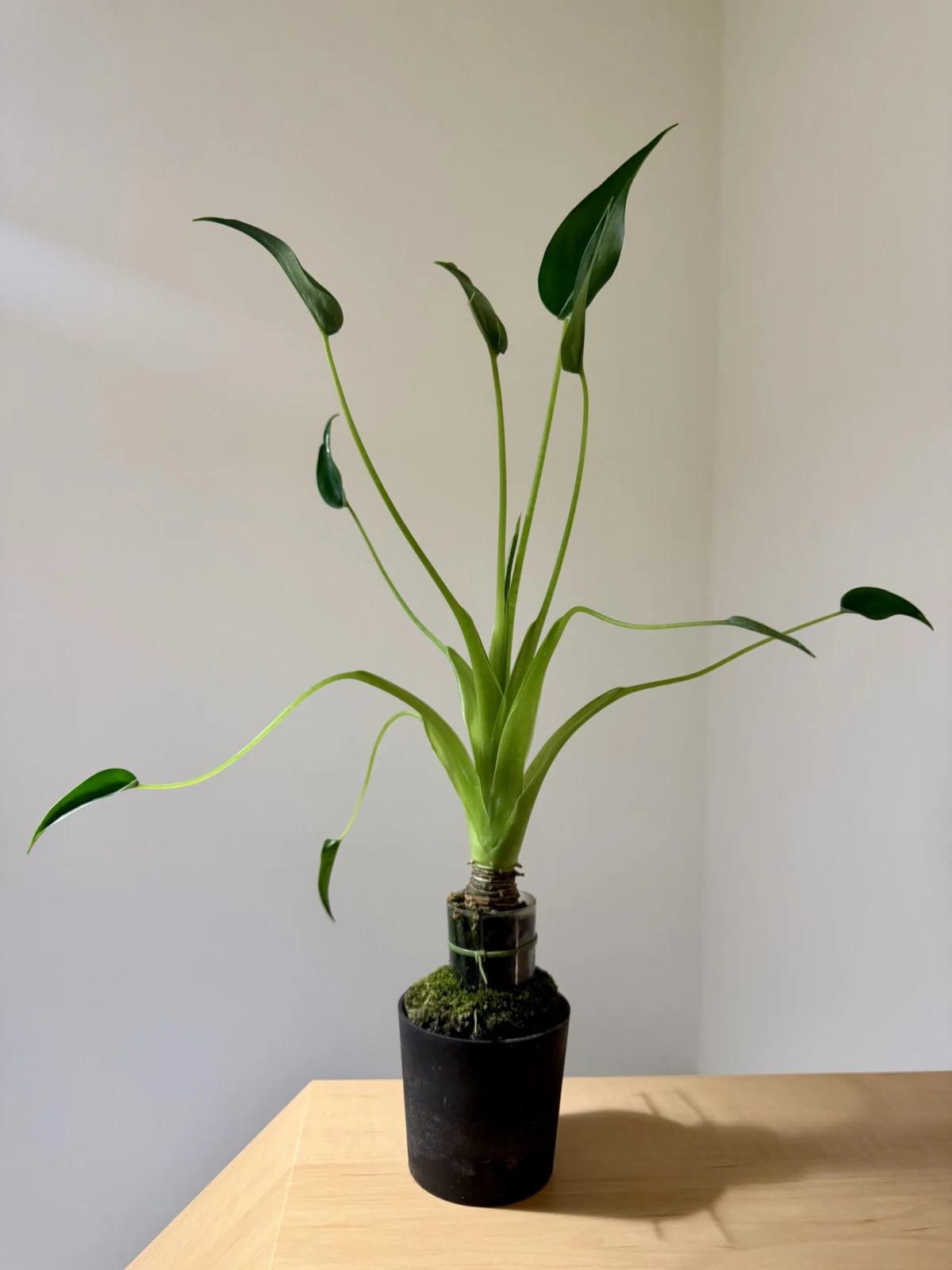 アロカシア　タイニーダンサー