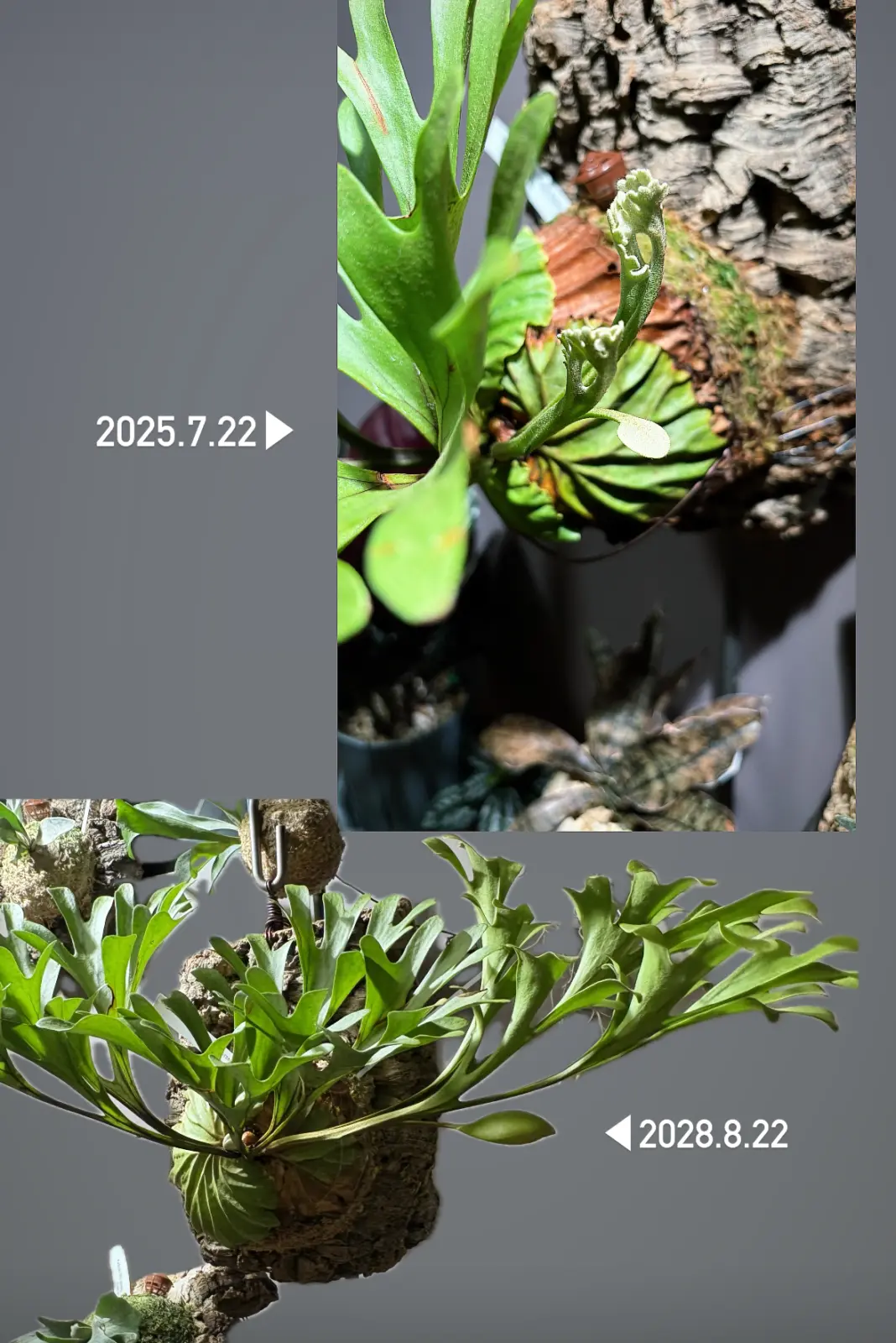 ビカクシダ / リドレイ / 成長記録