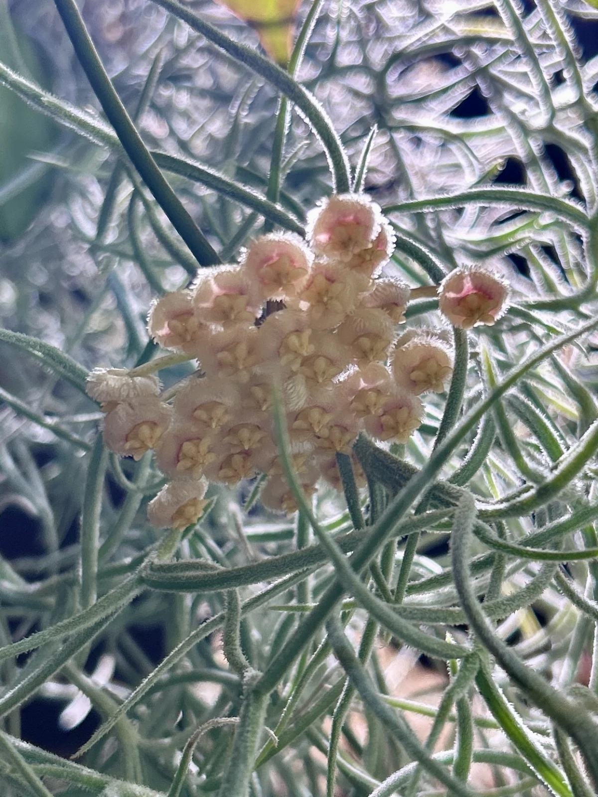 ホヤ　オブスクラ　開花　ウスネ添え
