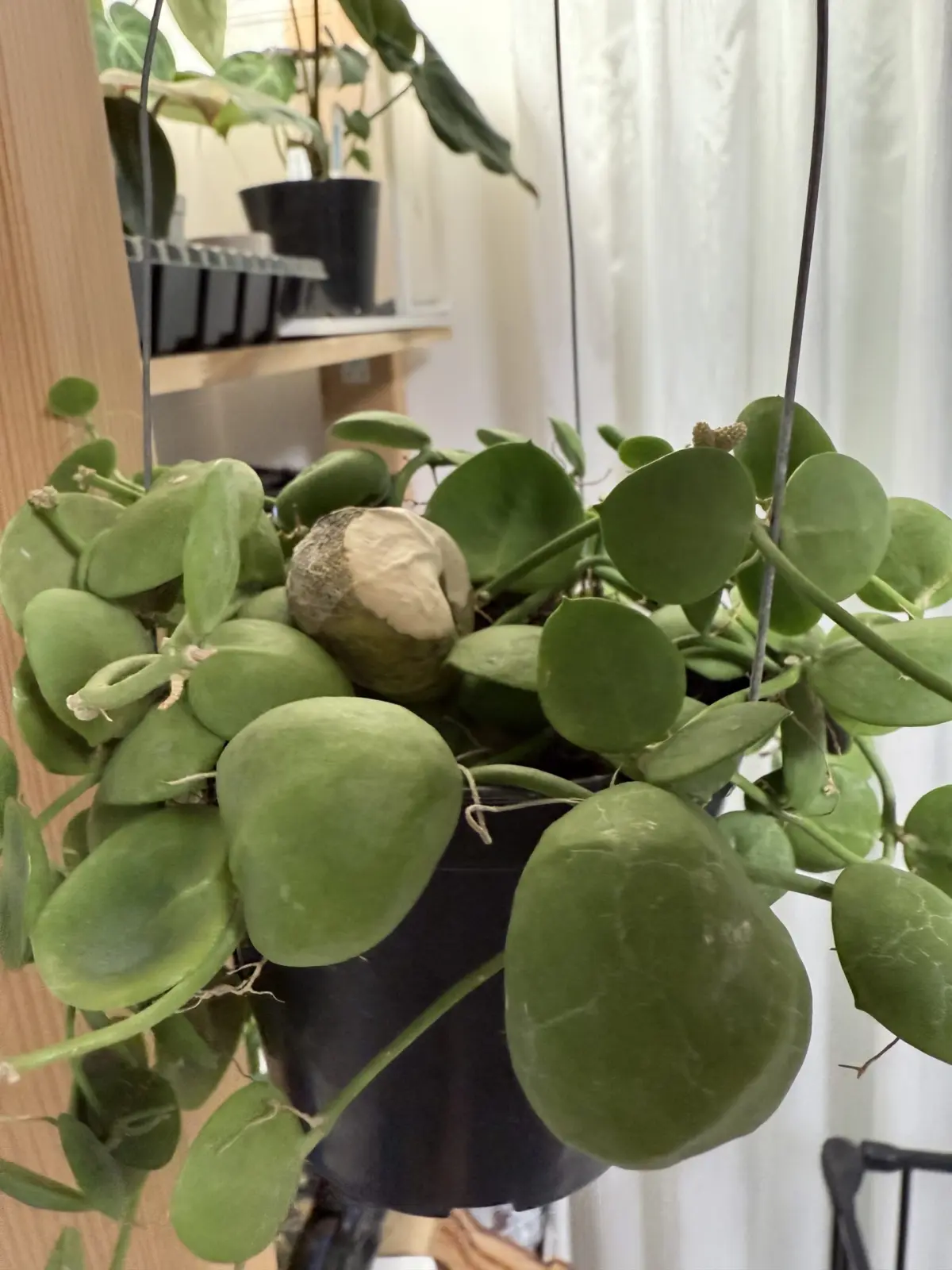 ディスキディア　supha08 大事な袋が涙