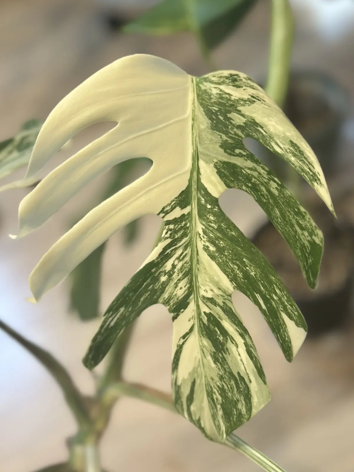 モンステラ　ボルシギアナ　アルボ