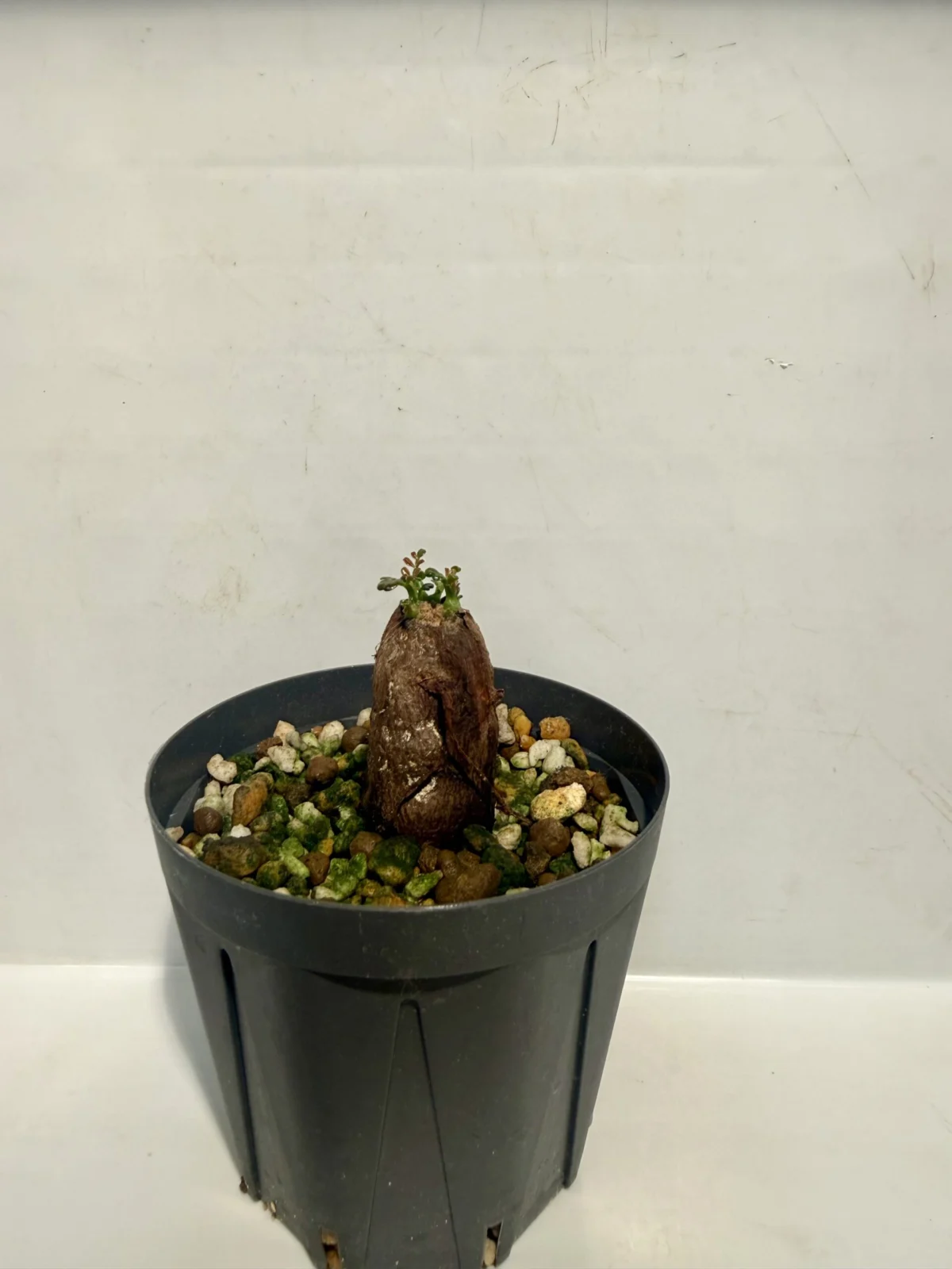 オペルクリカリア　パキプス