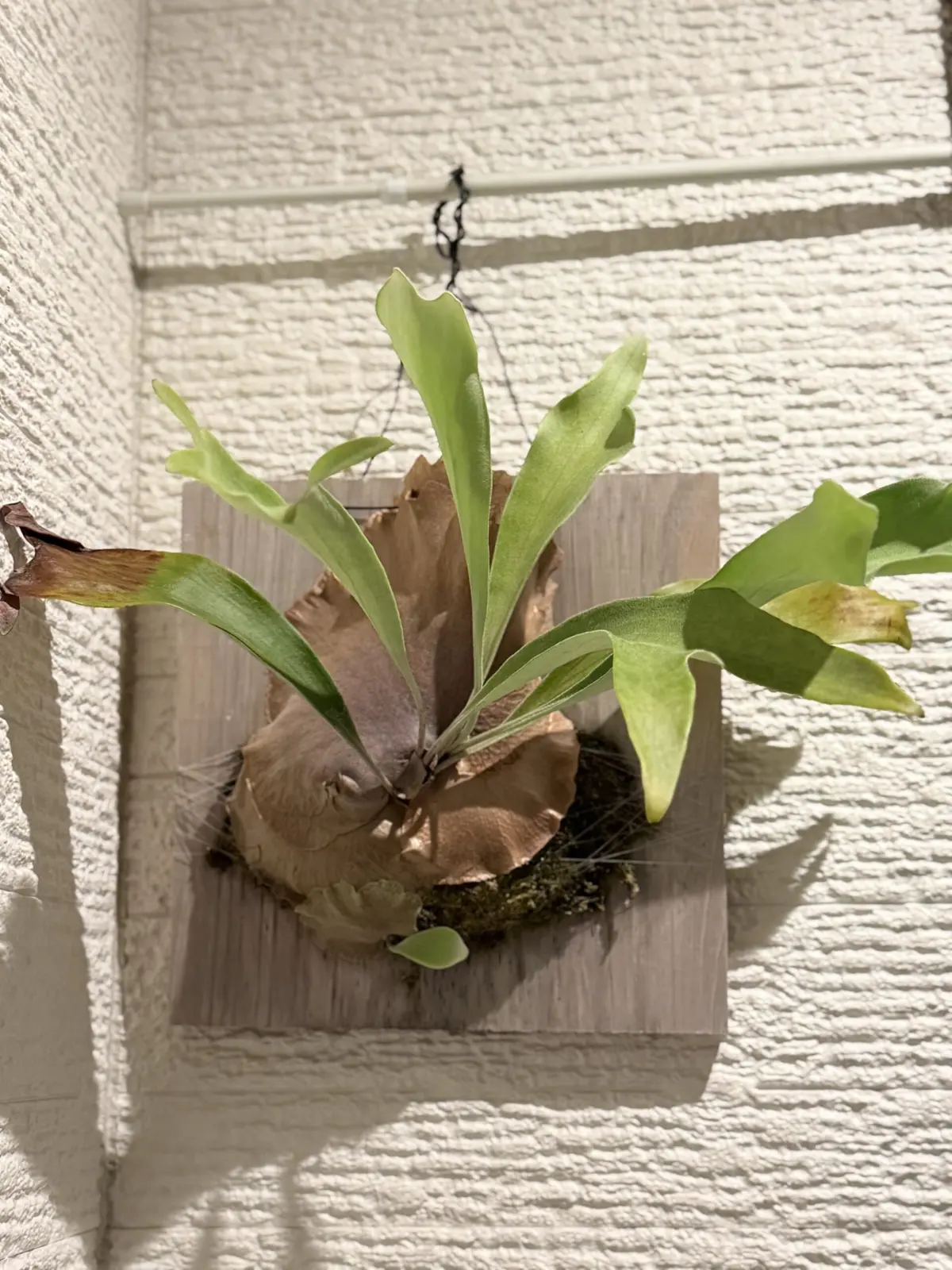 ビカクシダ　ネザーランド