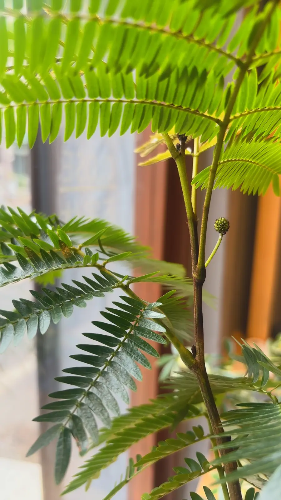 エバーフレッシュ　初の花蕾