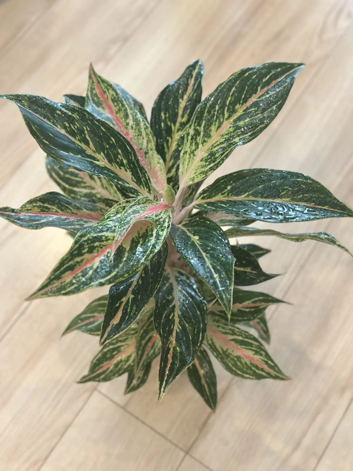 アグラオネマ　ピンクバタフライ