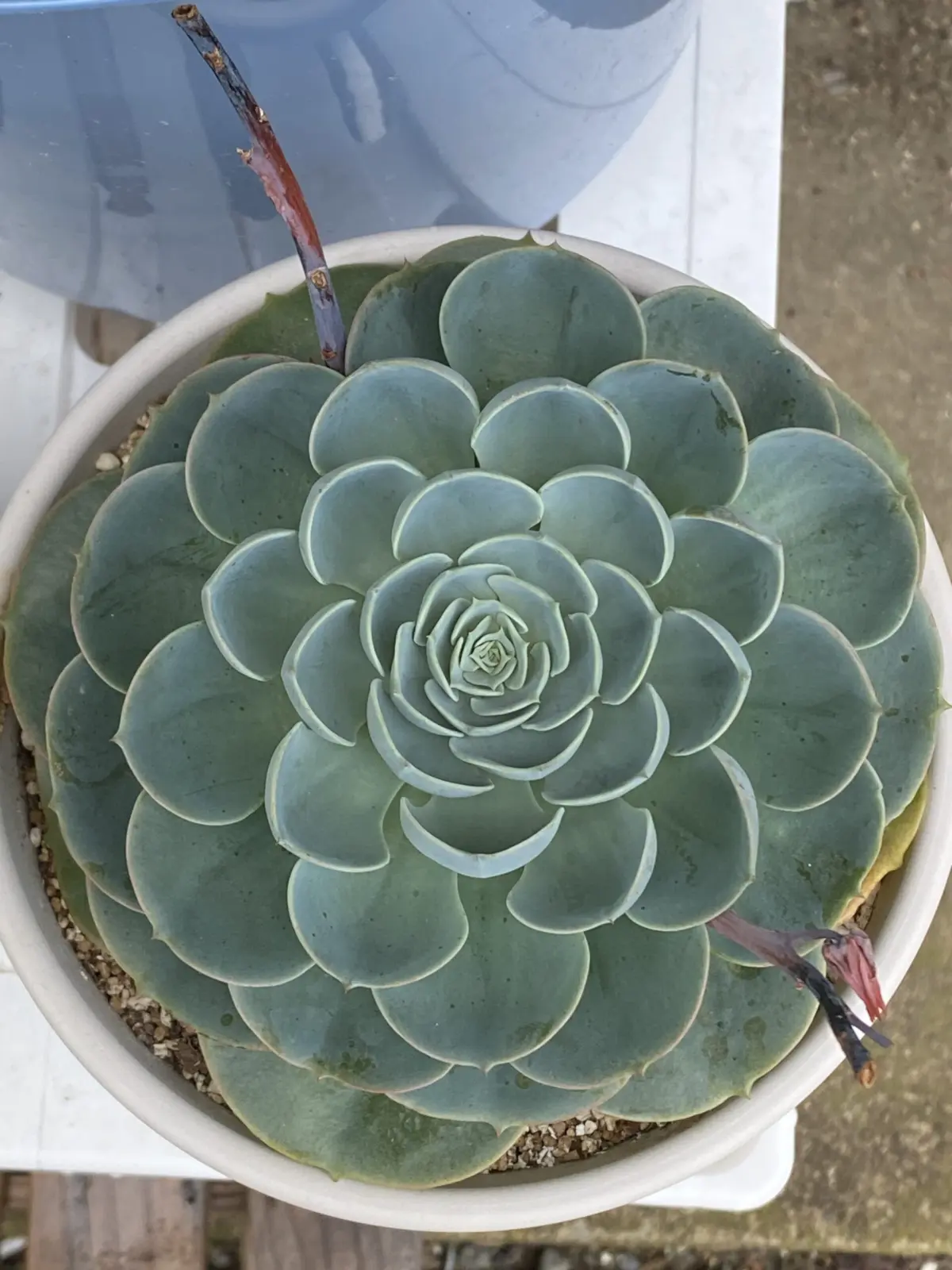 多肉植物 エケベリア 七福神
