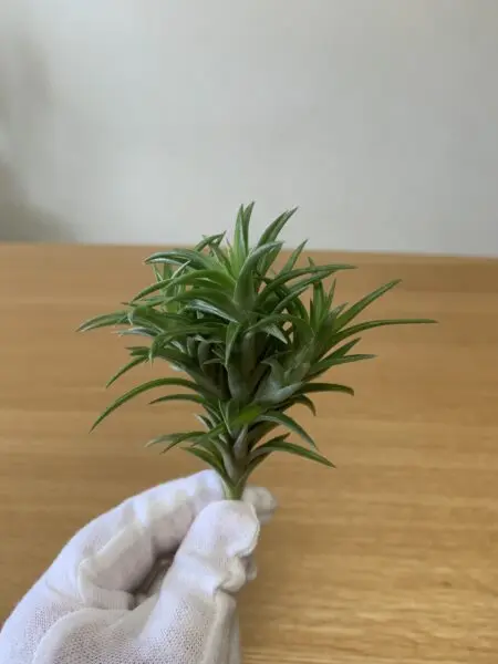 ティランジア　ネグレクタ