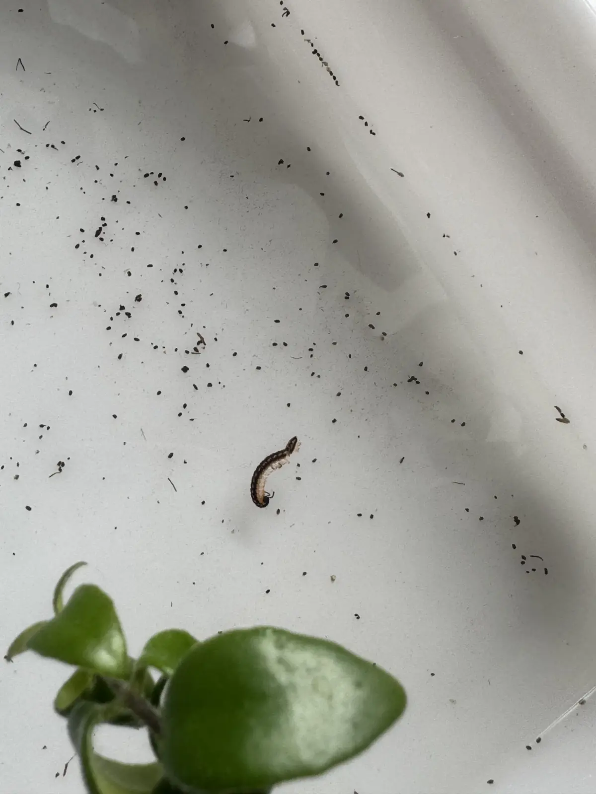 エスキナンサス　ラスタ　虫