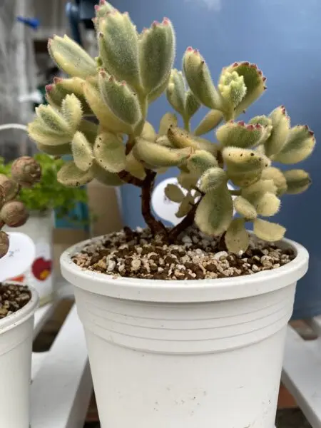 多肉植物 コチレドン 熊童子錦
