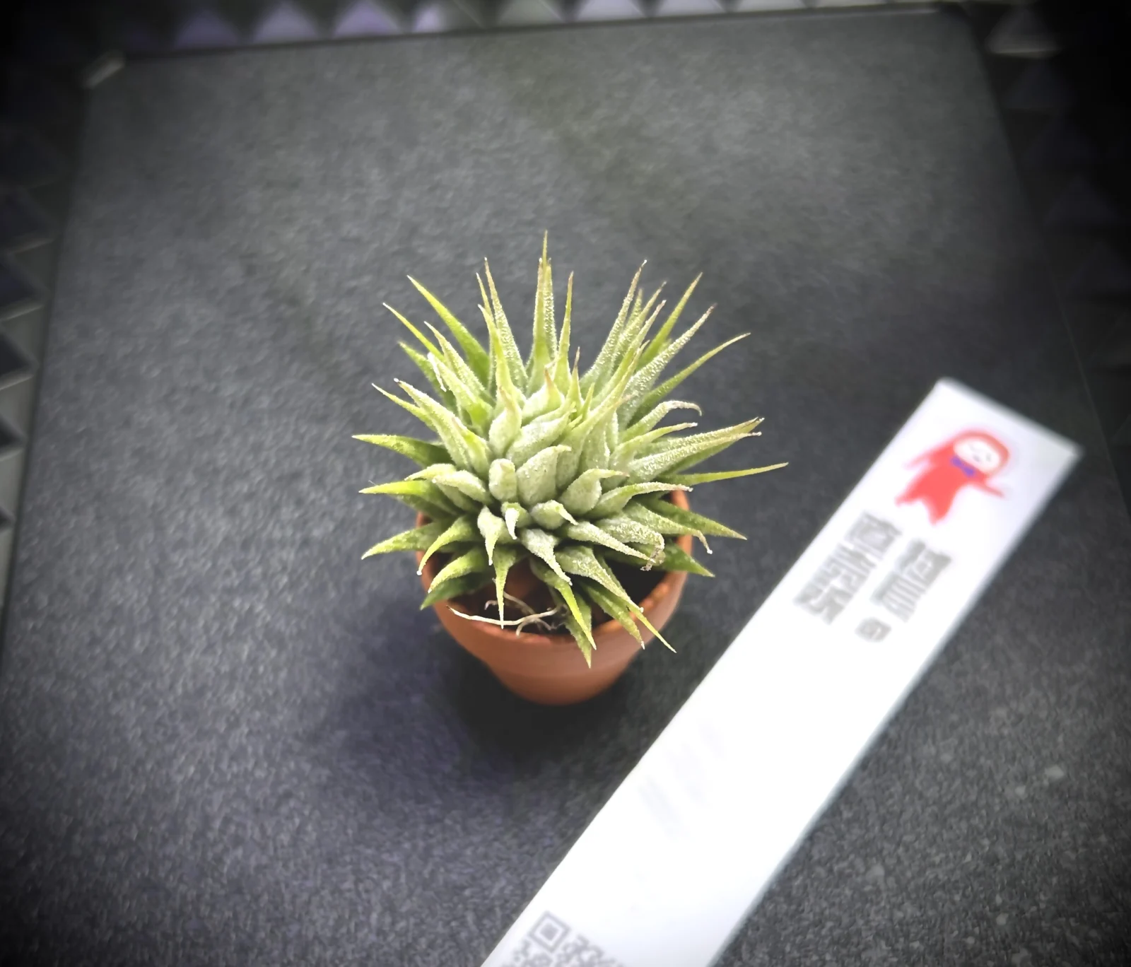 ティランジア　ピーナッツ