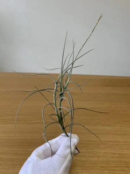 ティランジア マレモンティ