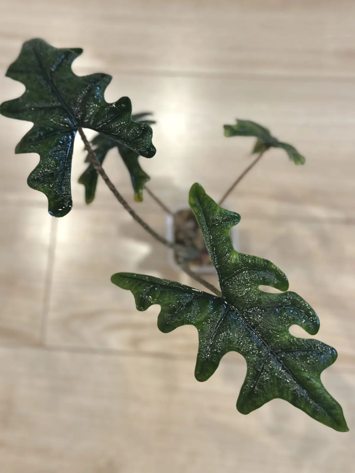 アロカシア ジャックリン