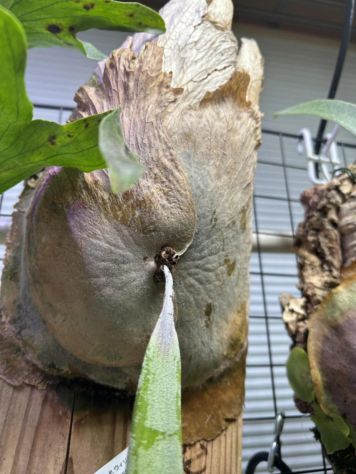 ビカクシダ　ウィリンキー