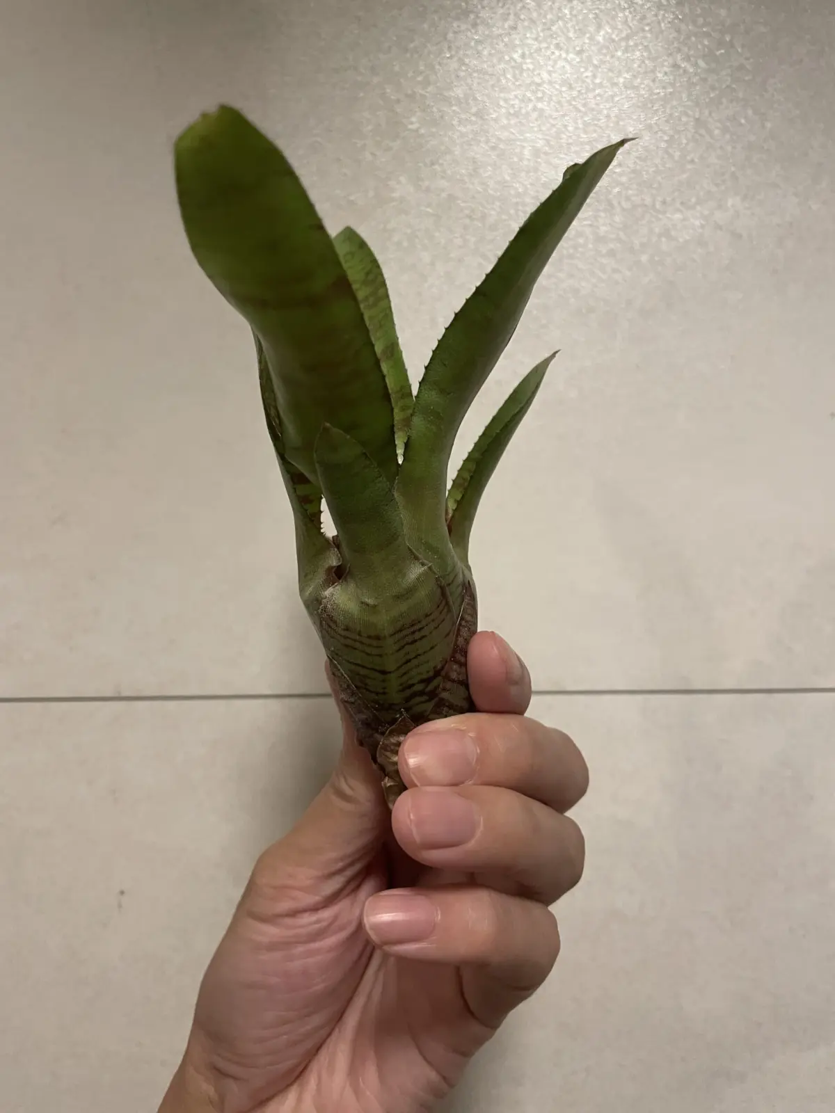 ネオレゲリア　マドリガル