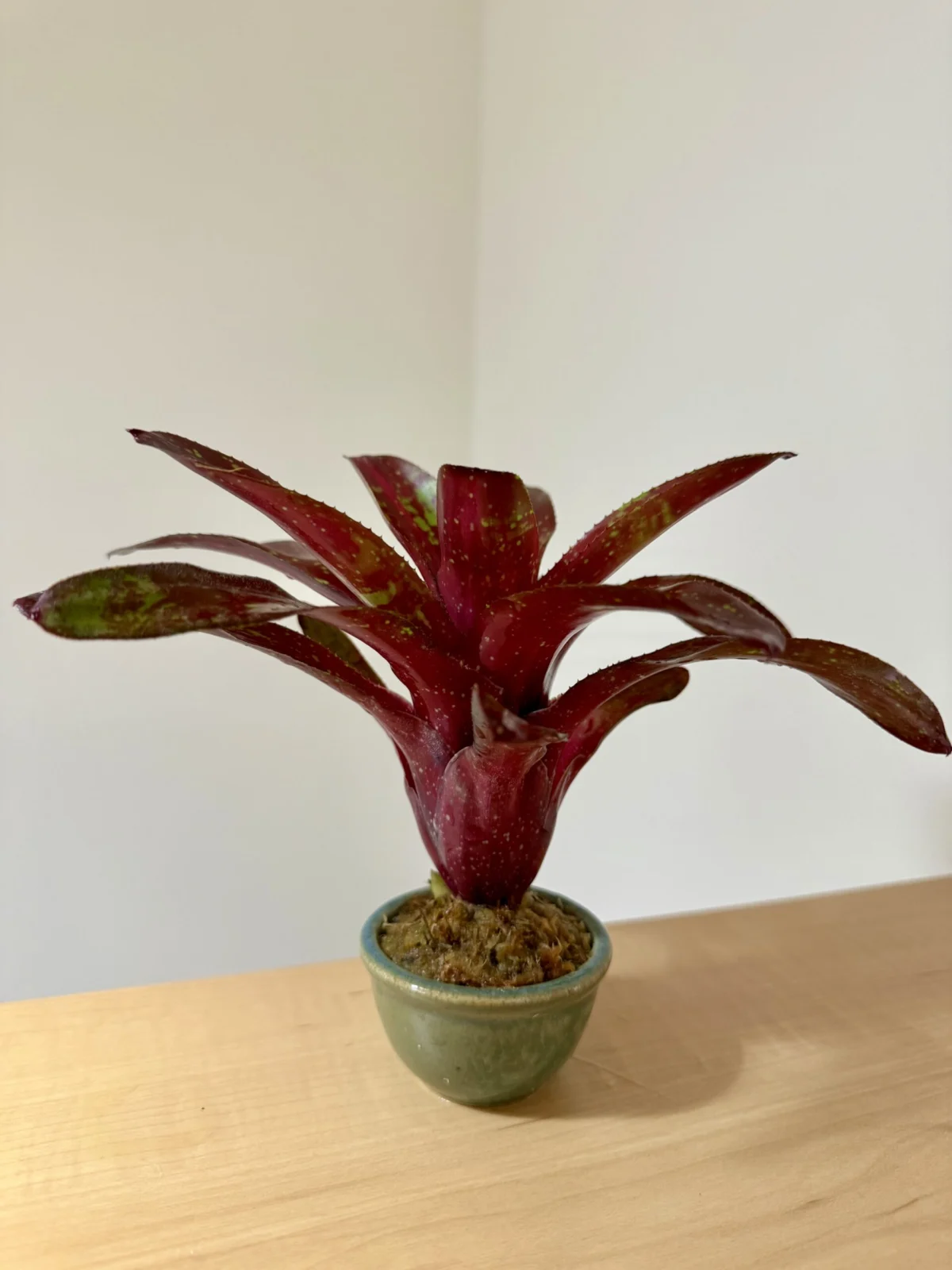 ネオレゲリア　べシート