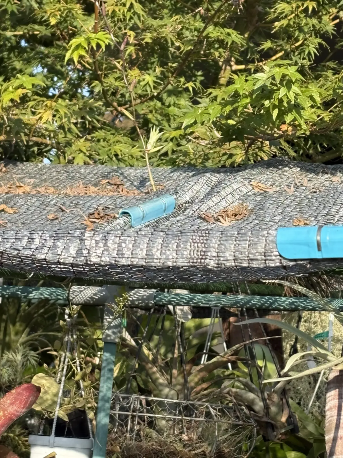 ティランジア　フレクスオーサ　花芽突き抜けからのムカゴ