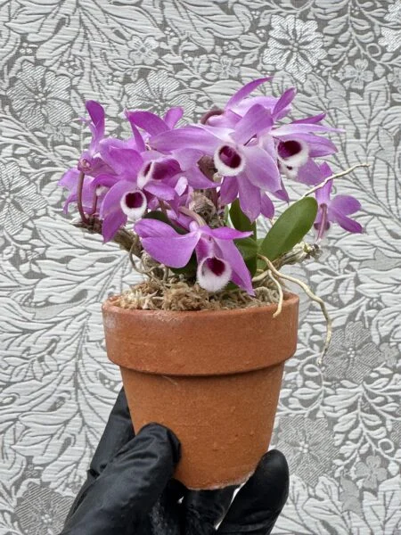デンドロビウム　パリシー　開花株　側面　蘭