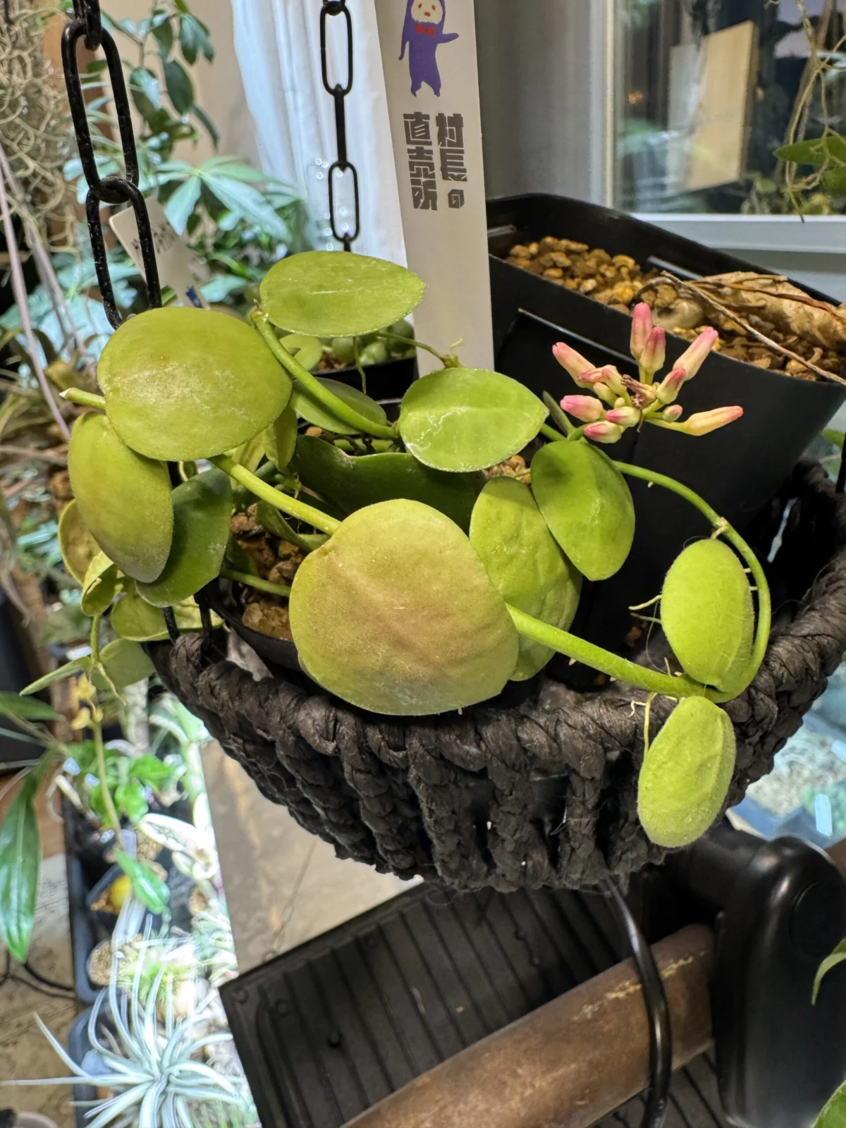 ディスキディア　プラティフィラ　花