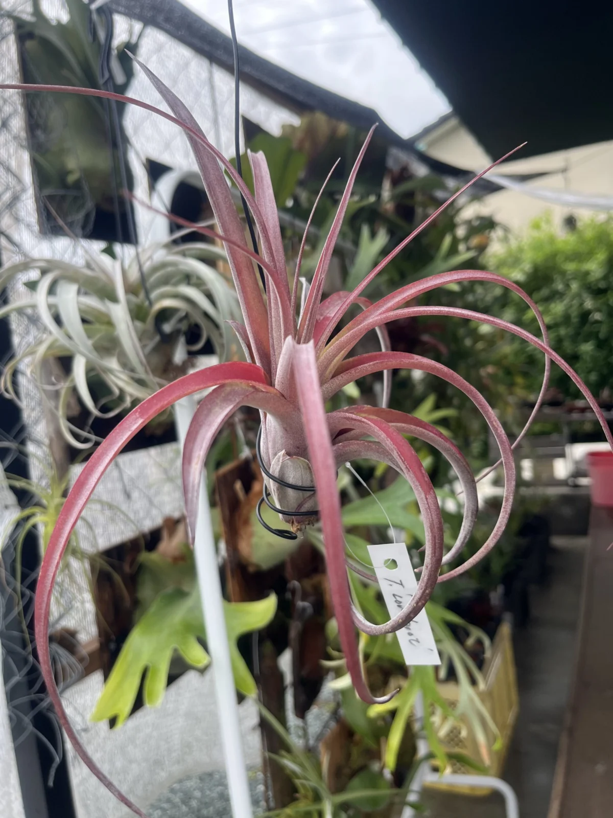 チランジア ラブノット