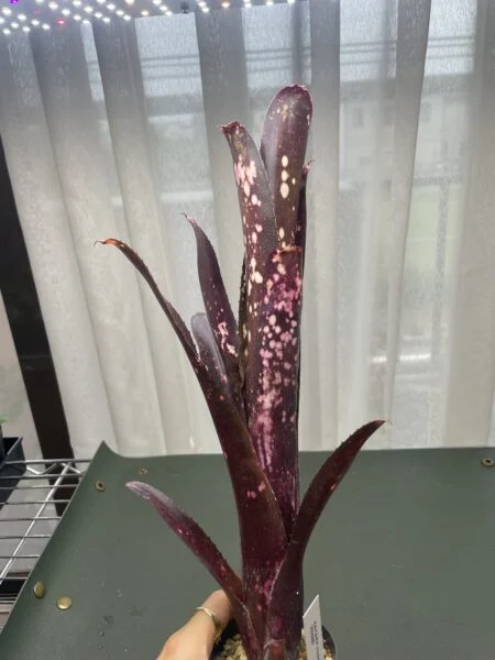ビルベルギア ハレルヤ