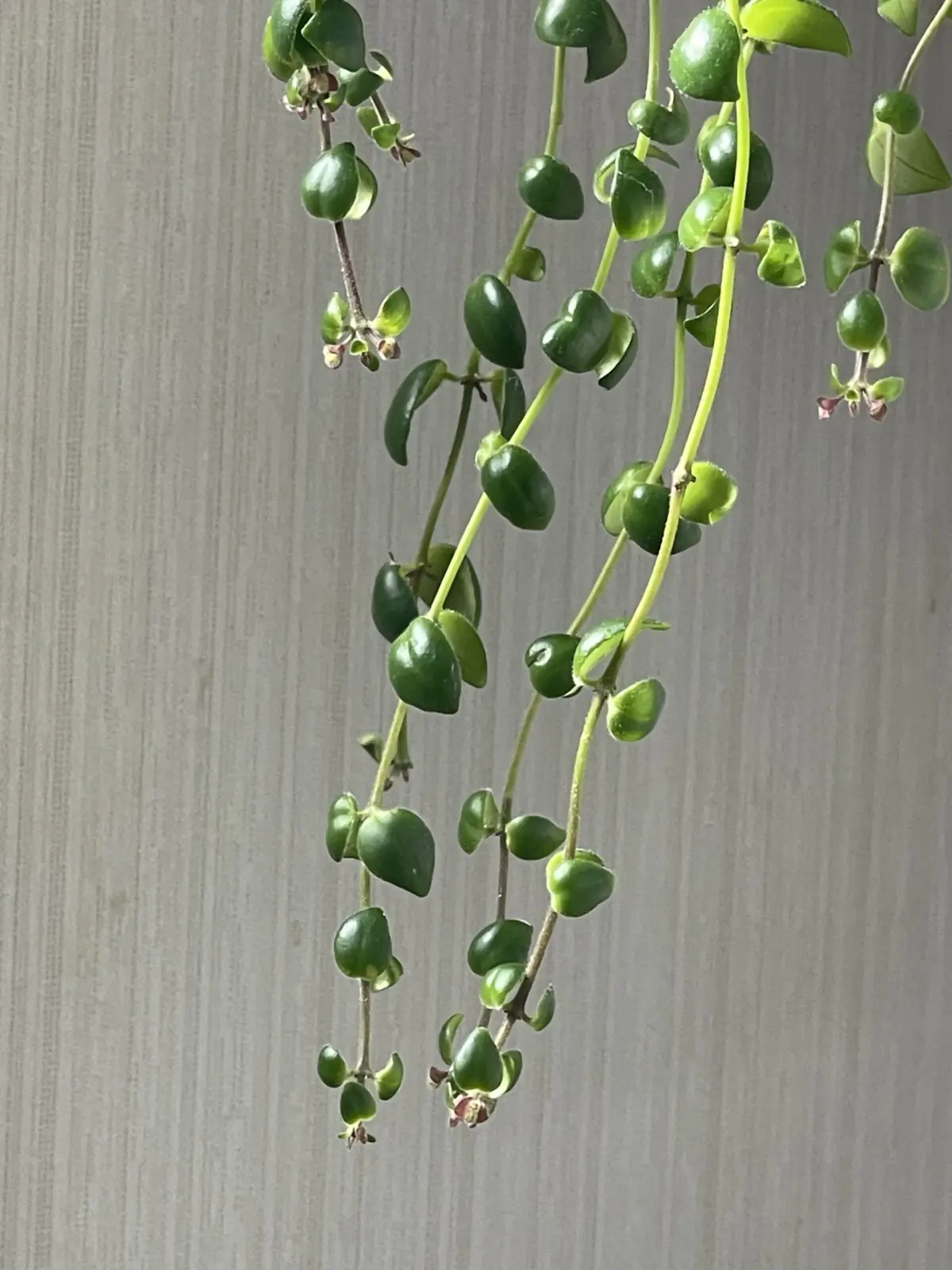 エスキナンサス