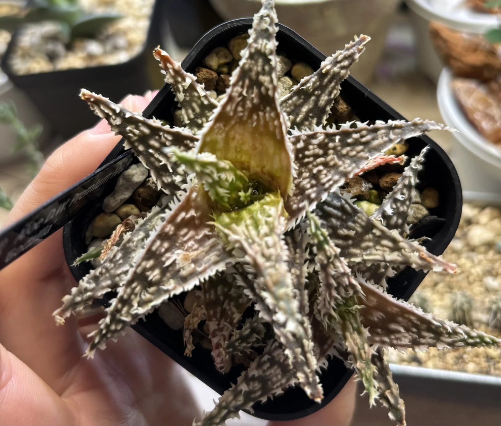 アロエ　ハイブリット　ゴジラ