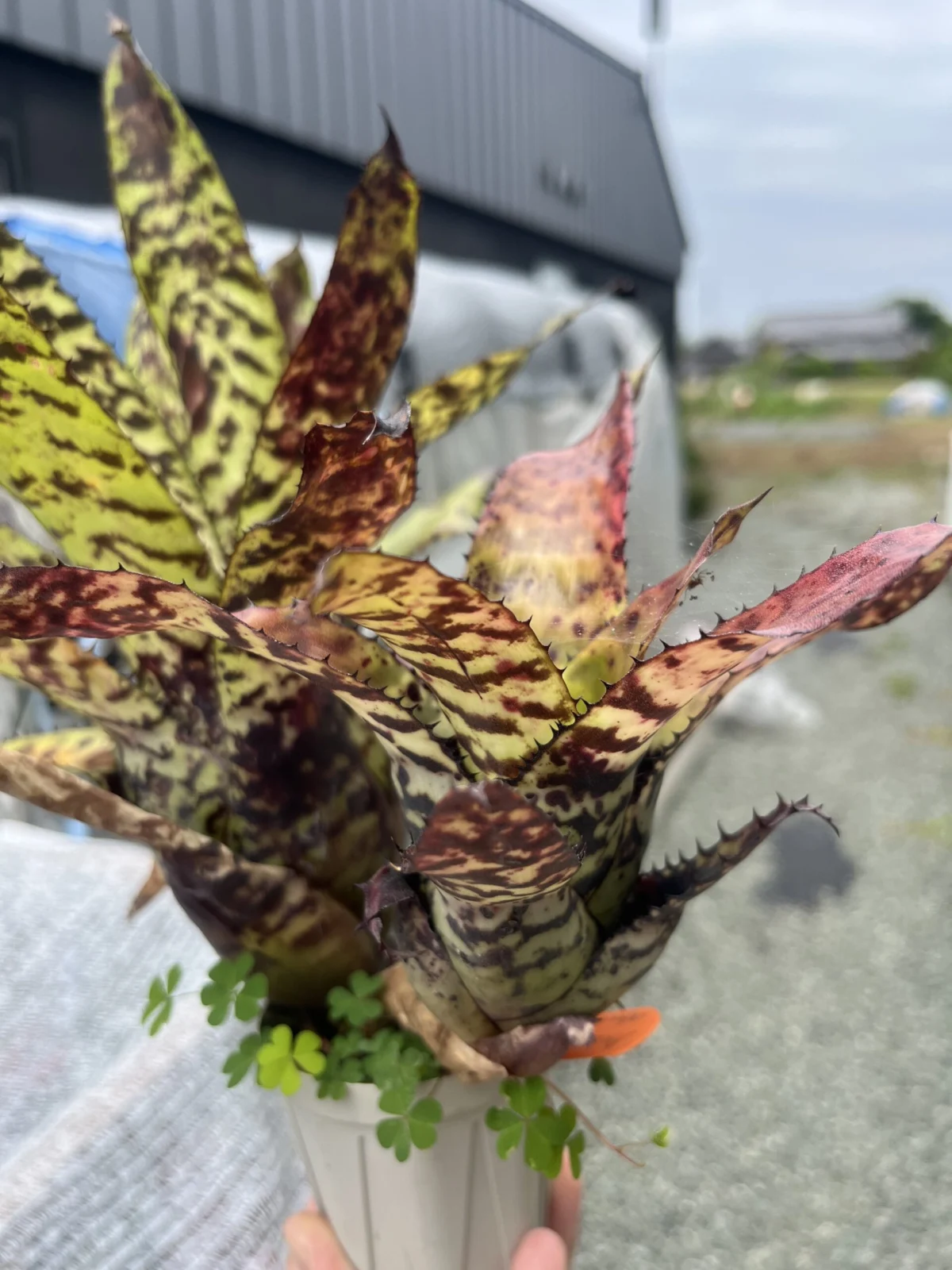 エクメア オーランディアナ レインボー