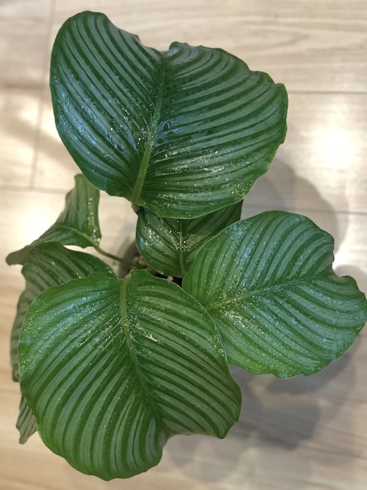 カラテア　オルビフォリア