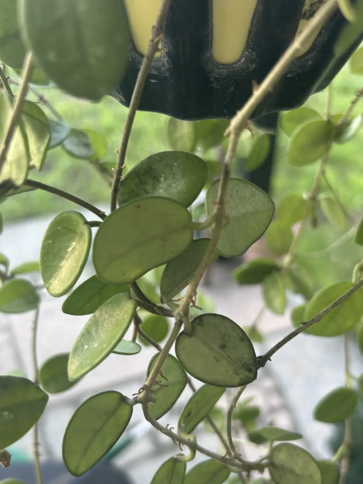 ホヤ　マチルダ 病気