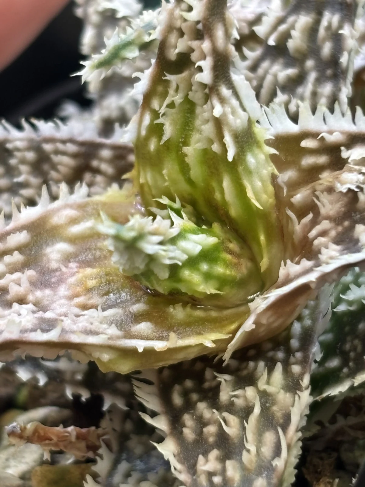 アロエ　ハイブリット　ゴジラ　害虫？