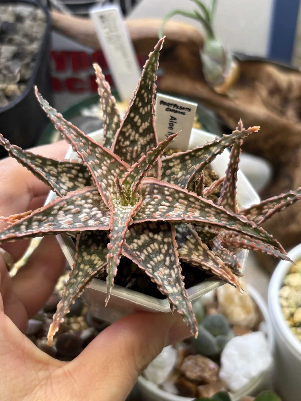 アロエ　ハイブリット