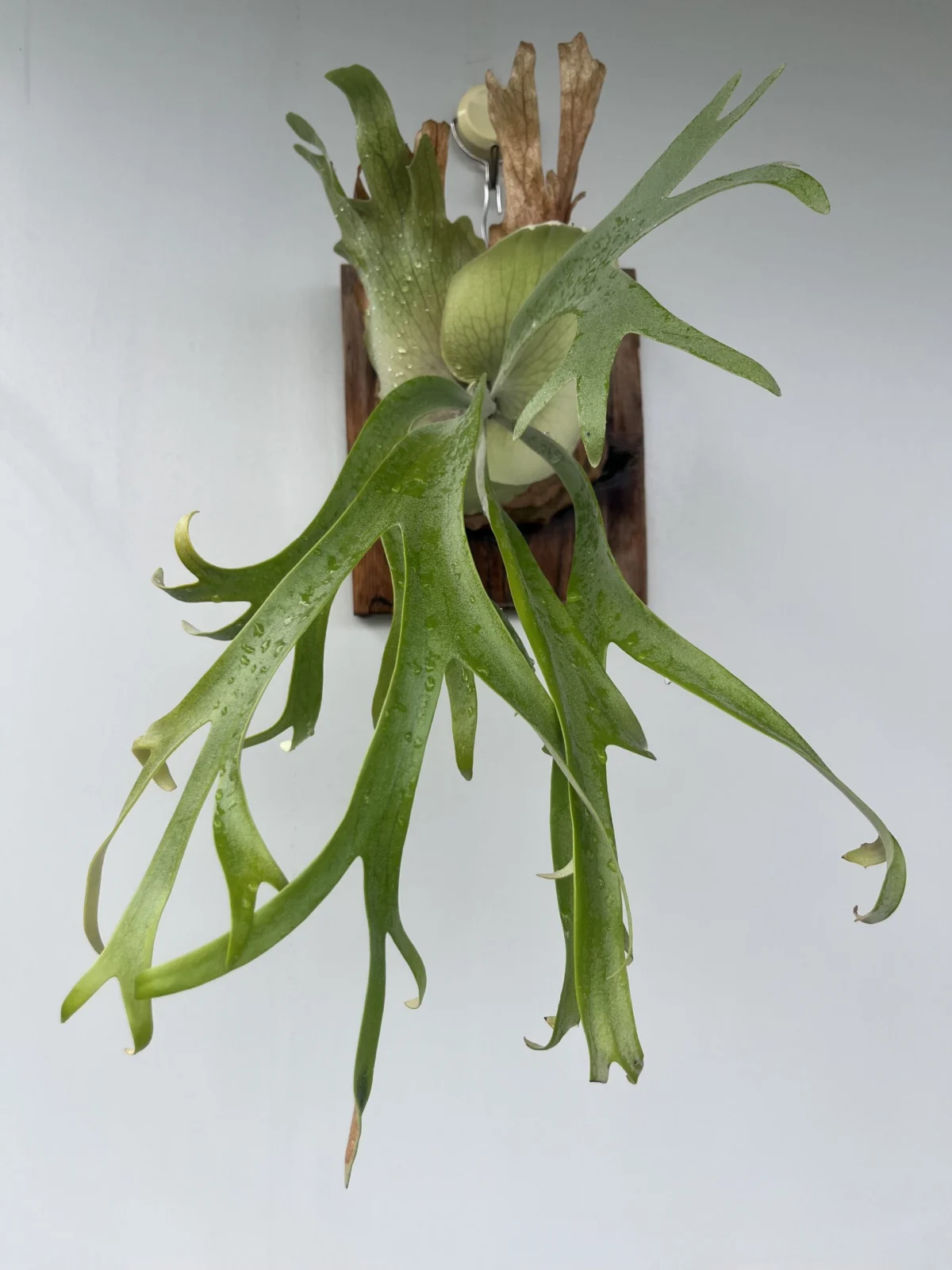 ビカクシダ ウィリンキーHKスポア