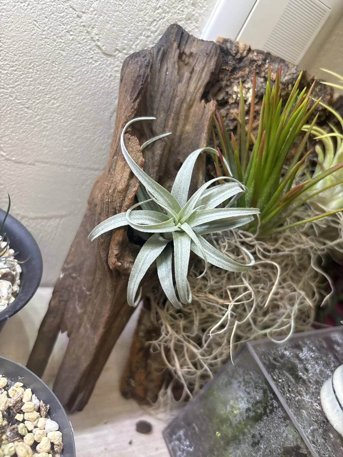 ティランジア　ナナ？　ホムセン