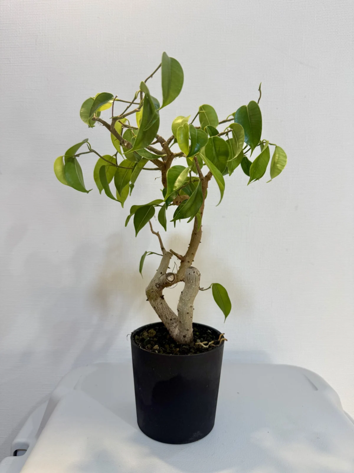 フィカス　ウィアンディ