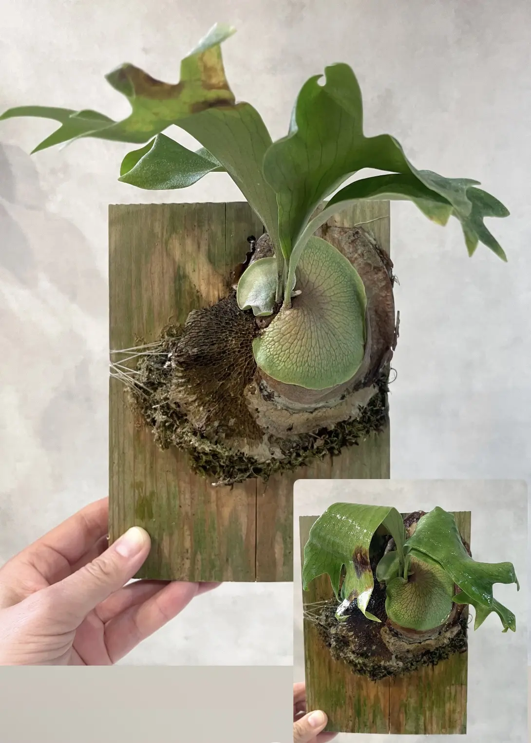 ビカクシダ　ノコギリ　胞子培養