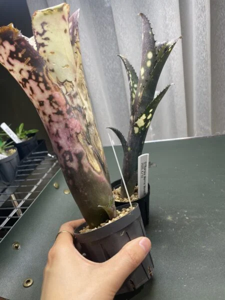ビルベルギア　メリーモナーク