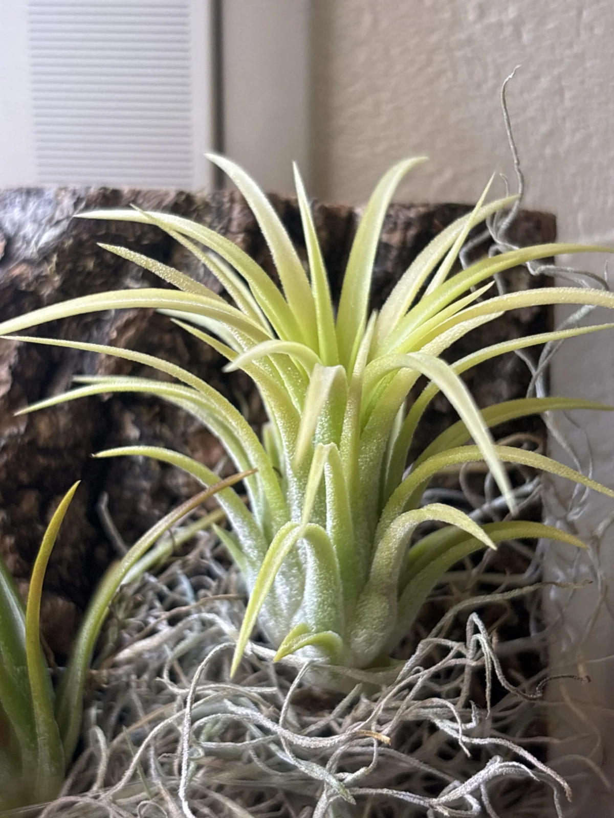 ティランジア　イオナンタ　ドルイド　ホムセン